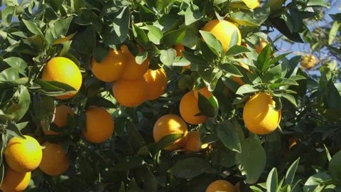Oranges hanging in an orange tree between green leaves Video stock 214336115