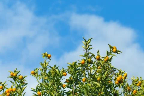 Oranges hanging tree with cloud and blue sky. Stock Photos