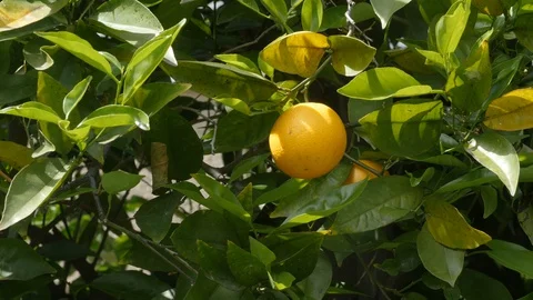 Oranges hanging from tree Stock Footage 128443032