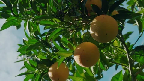 Oranges hanging on tree Stock Footage 293339651