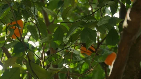 Oranges hanging on a tree. Ripe and juicy oranges in fruit plantation. Stock Footage 117433253
