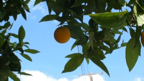 Oranges hanging from tree in sunlight Stock Footage 126871472