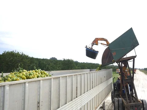 Oranges Harvest Stock Footage 75382815