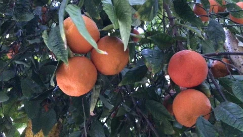 Orange's in House Garden Tree Stock-Footage 100406176