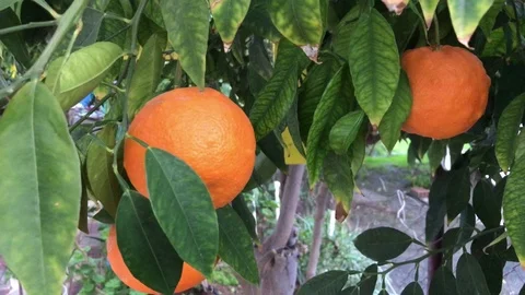 Oranges on a House Yard Garden Stock Footage 100543455