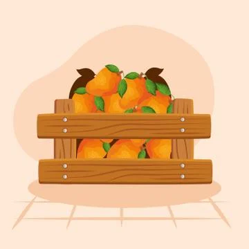 Oranges inside wood box vector design Illustrazione stock