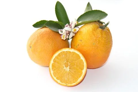 Oranges isolated on white 스톡 사진