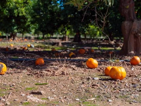 Oranges lay on ground amid trees in orchard under bright sunlight. Many rip.. Foto stock