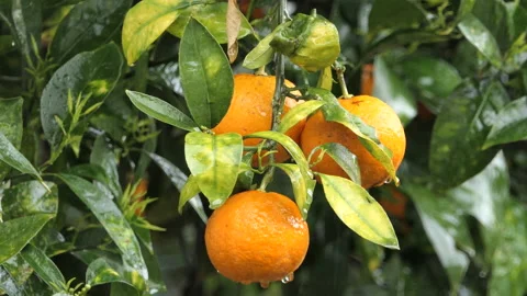 Oranges with leaves during the rain Video stock 161260380