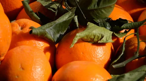 Oranges With Leaves Stock Footage 48132807