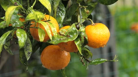 Oranges with leaves Video stock 161231032