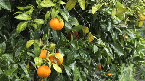 Oranges with leaves in the rain Stock Footage 161228188
