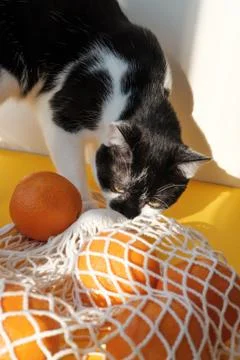 Oranges lie in string bag on bright yellow background and hard sunshine with Stock Photos