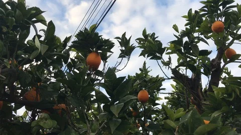 Orange's n a Tree Against Electricity Wires and Cloudy Sky Stock Footage 100405892