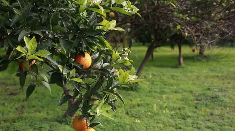 Oranges in the orange grove Stock Footage 56031875