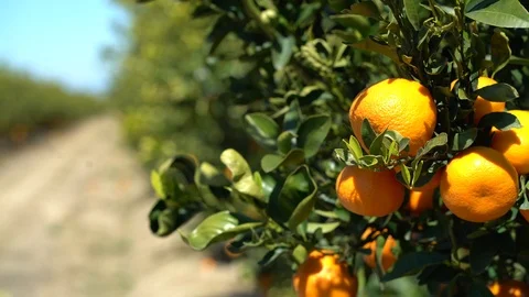 Oranges, Orange Tree, Agriculture, Orange Orchards, Fruit, Blue Sky, 4K Stock Footage