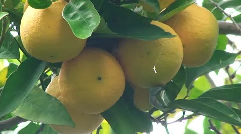 Oranges on an orange tree Видео 10786732
