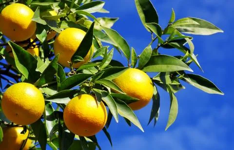 Oranges on orange tree Stock Photos