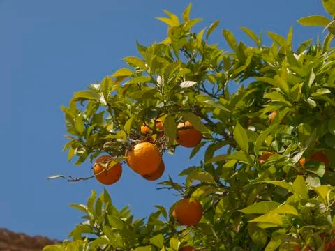 Oranges in orange tree Stock Photos