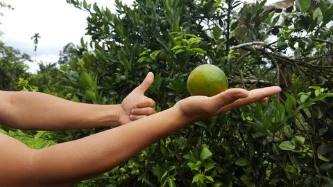Oranges in the palm Stock Photos