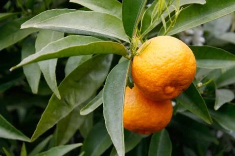 Oranges Stock Photos