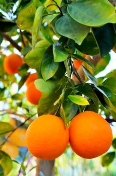 Oranges Stock Photos