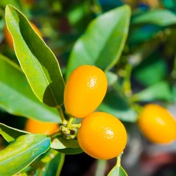 Oranges Stock Photos
