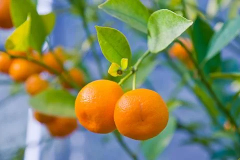 Oranges Stock Photos