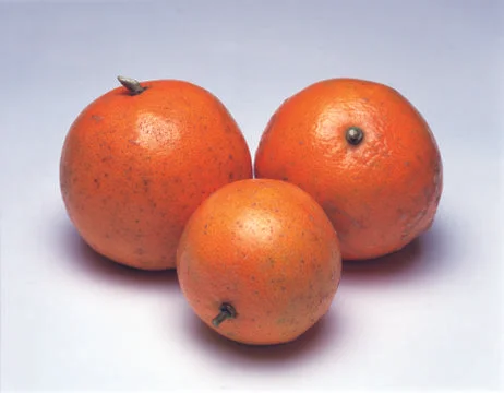 Oranges Stock Photos