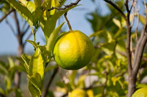Oranges Stock Photos