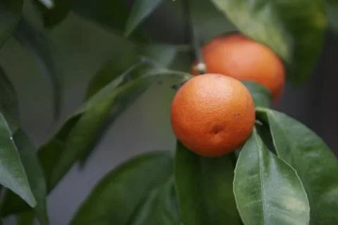 Oranges Stock Photos