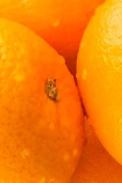 Oranges Stock Photos