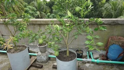 Oranges Stock Photos