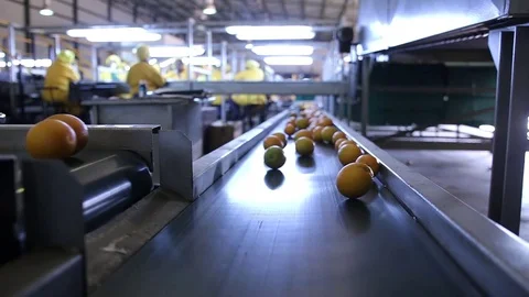 Oranges ready grading. Stock Footage 77061445