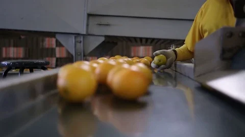 Oranges ready for grading Stock Footage 77065339