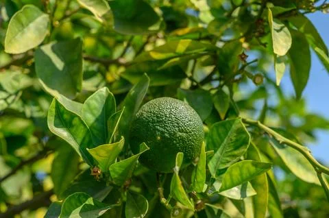 Oranges ripening on the tree. Stock Photos