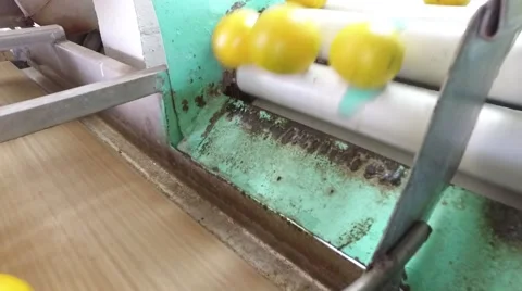 Oranges rolling off a conveyor Stock Footage 57210969