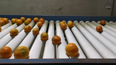 Oranges rolling on grading and sorting machine in industrial packaging plant Stock Footage 154938318