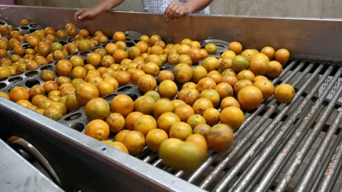 Oranges rolling on grading and sorting machine in industrial packaging plant Stock Footage 154941485