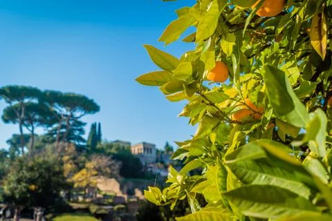 Oranges in Rome Foto stock