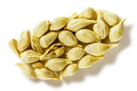 Orange's Seeds Фото