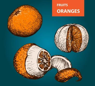 Oranges - set of vector illustration Stock Illustration