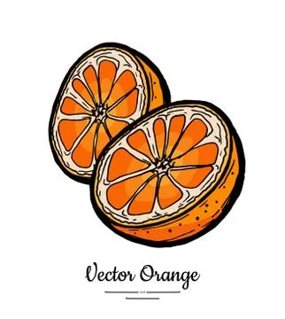 Oranges set vector isolated. Half cut chopped orange, slices. Fruit hand draw Stock Illustration