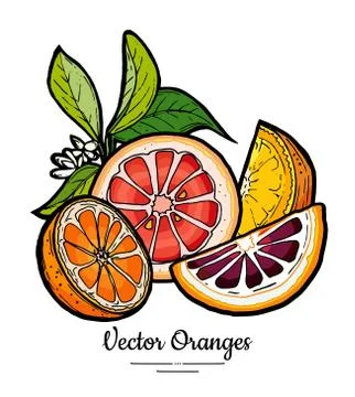 Oranges set vector isolated. Half cut chopped orange, red pink grapefruit sli Stock Illustration