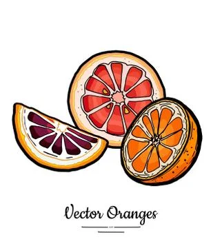 Oranges set vector isolated. Half cut orange, red pink chopped grapefruit rou Illustrazione stock