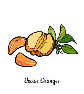 Oranges set vector isolated. Half peeled orange mandarin, slices, flowers lea Stock Illustration