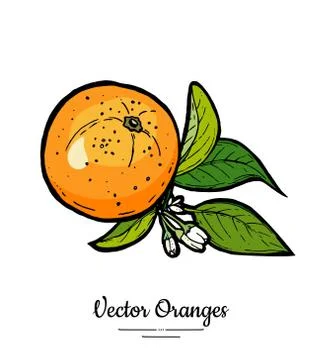 Oranges set vector isolated. Whole orange mandarin, slices, flowers leaves. F Stock Illustration