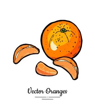 Oranges set vector isolated. Whole orange mandarin half round slices Fruit ha Illustrazione stock