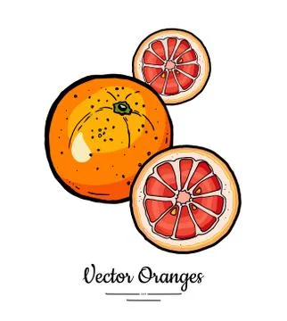 Oranges set vector isolated. Whole orange red pink cut chopped grapefruit rou Stock Illustration