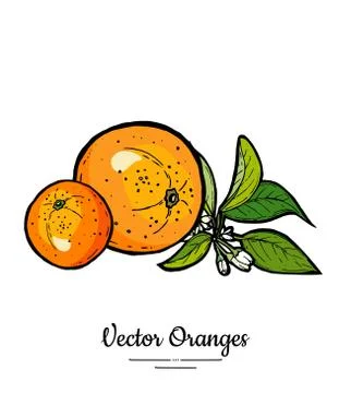 Oranges set vector isolated. Whole orange mandarin, slices, flowers leaves. F Stock Illustration